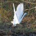 Little Egret.jpg